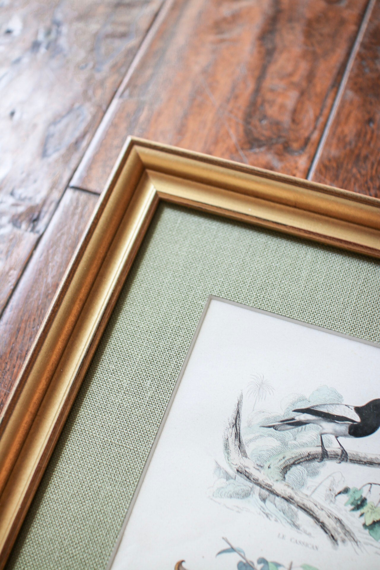 Set of Four French Bird Prints