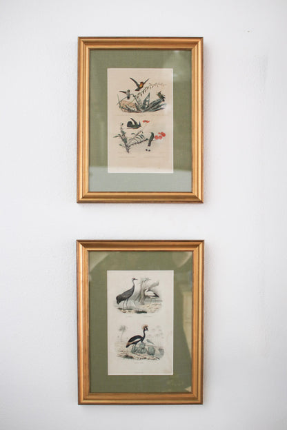Set of Four French Bird Prints