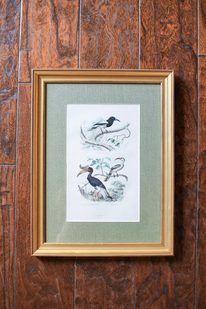 Set of Four French Bird Prints
