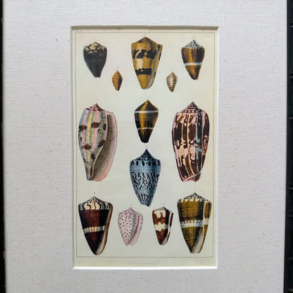 Set of 3 Framed Shell Prints