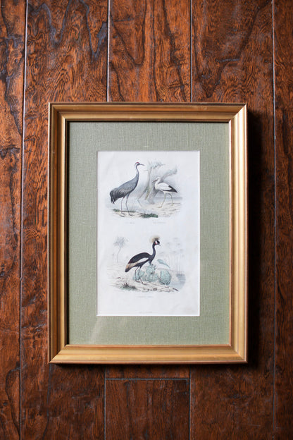 Set of Four French Bird Prints