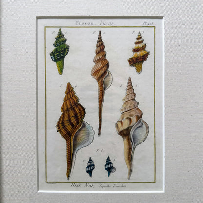 Set of 3 Framed Shell Prints