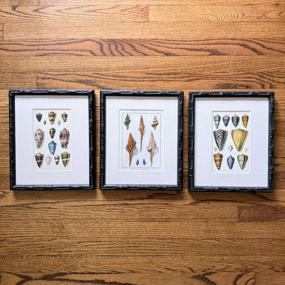 Set of 3 Framed Shell Prints