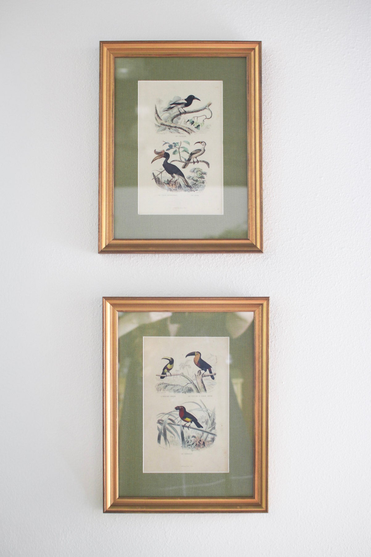 Set of Four French Bird Prints