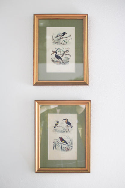 Set of Four French Bird Prints